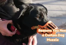 Reasons You Need a Custom Dog Muzzle