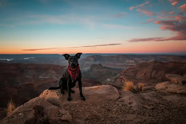 The Right Dog Equipment for Active Pups