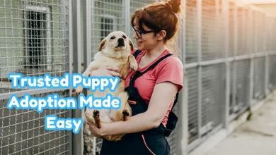 Trusted Puppy Adoption Made Easy with PuppyHeaven