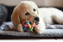 What You Need to Know Before Getting a Puppy