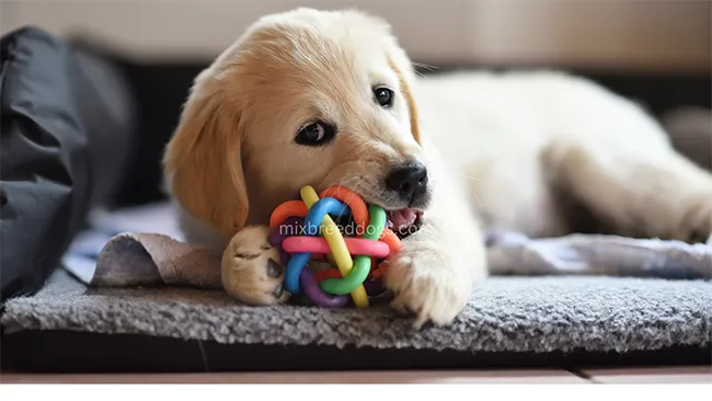 What You Need to Know Before Getting a Puppy