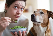 can dog eat green peas