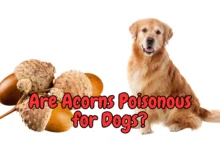 Are Acorns Poisonous for Dogs?