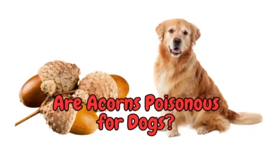 Are Acorns Poisonous for Dogs?