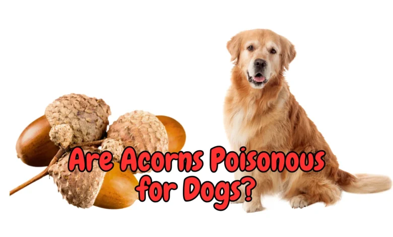 Are Acorns Poisonous for Dogs?