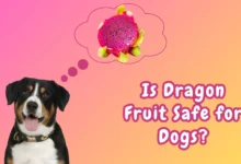 Can Dogs Eat Dragon Fruit