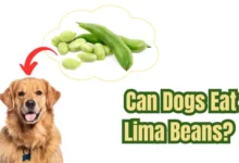 Can Dogs Eat Lima Beans?