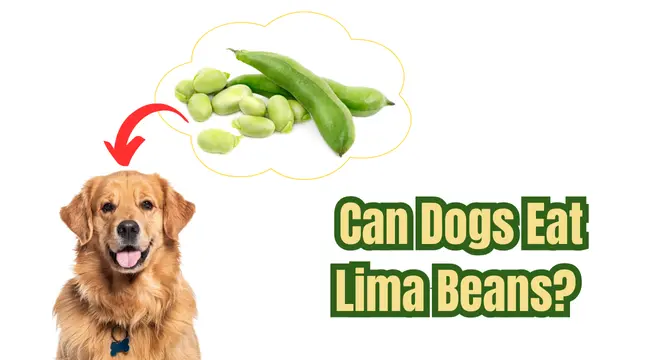 Can Dogs Eat Lima Beans?