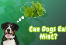 Can Dogs Eat Mint