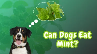 Can Dogs Eat Mint