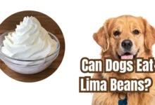 Can Dogs Eat Whipped Cream