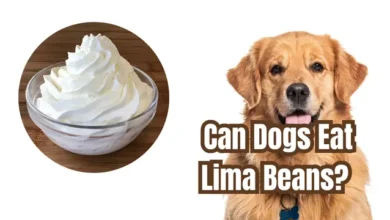 Can Dogs Eat Whipped Cream