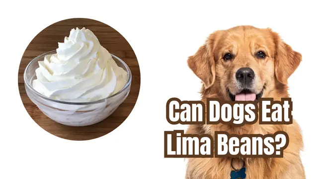 Can Dogs Eat Whipped Cream