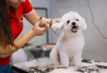 Dog Grooming Scissors