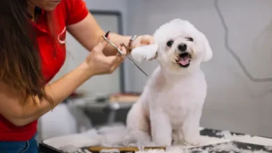 Dog Grooming Scissors