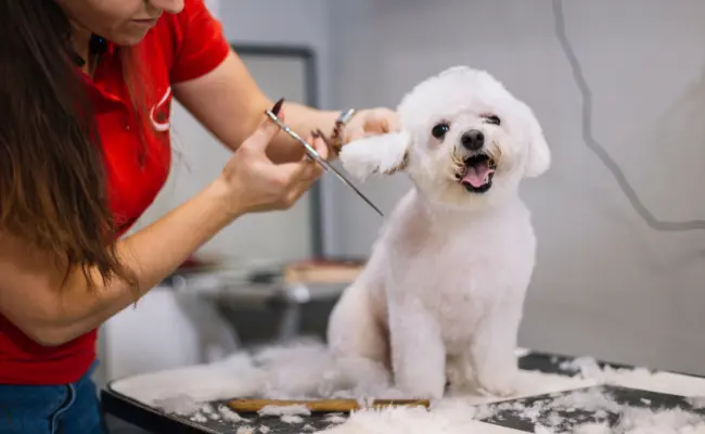 Dog Grooming Scissors