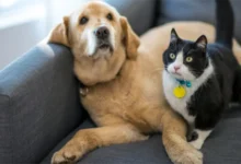 Heartwarming Stories of Pets Supporting Kids with Autism