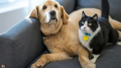 Heartwarming Stories of Pets Supporting Kids with Autism