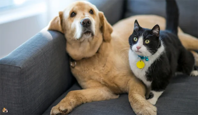 Heartwarming Stories of Pets Supporting Kids with Autism