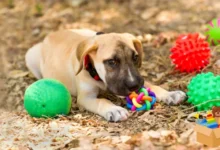 How to Choose the Perfect Toy for Your Dog’s Size