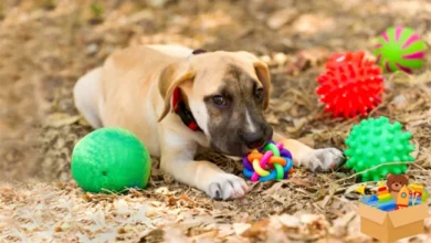 How to Choose the Perfect Toy for Your Dog’s Size