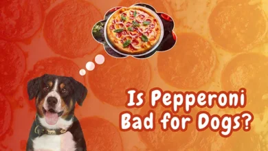 Is Pepperoni Bad for Dogs?