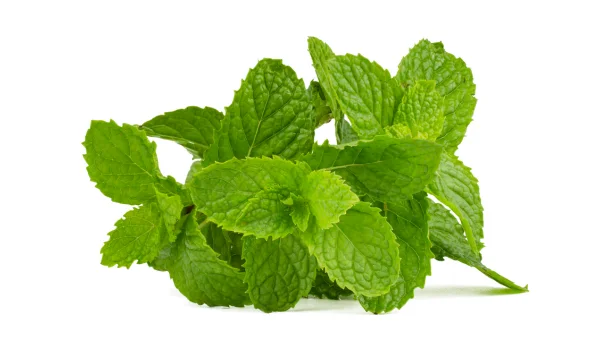 Mint leaves