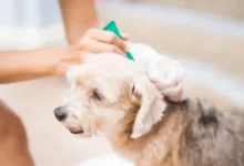 Safe Ways Of Removing Tick From Dog