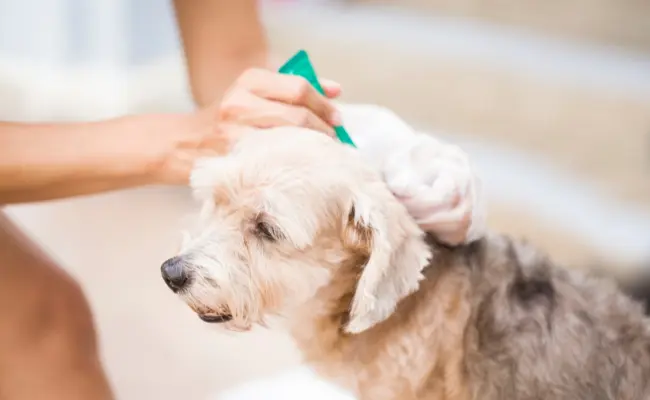 Safe Ways Of Removing Tick From Dog