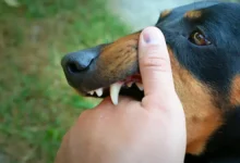 Some Injuries that are Commonly Seen in Dog Bite Victims