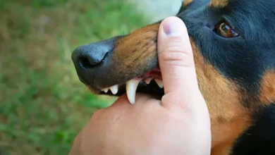 Some Injuries that are Commonly Seen in Dog Bite Victims