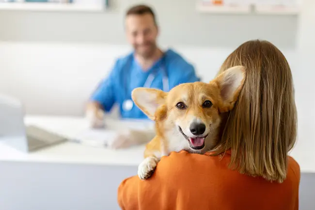 The Vital Role of Vets in Pet Health