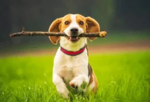 Top Ways to Keep Your Dog Active During the Day