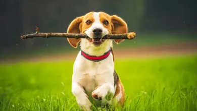 Top Ways to Keep Your Dog Active During the Day