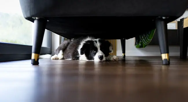 Ways to Help Dogs with Thunderstorm Anxiety