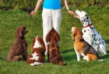 Why Professional Dog Training Services Are a Game-Changer