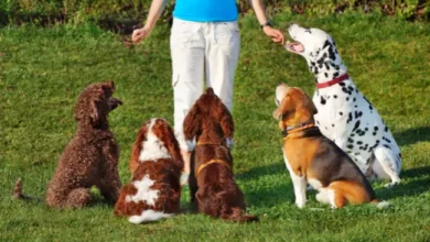 Why Professional Dog Training Services Are a Game-Changer