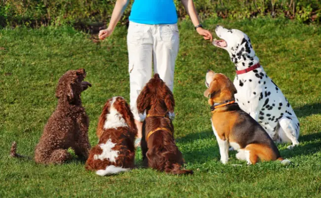 Why Professional Dog Training Services Are a Game-Changer