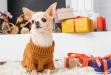 Winter Wellness Tips for Ensuring Your Pet's Health and Safety