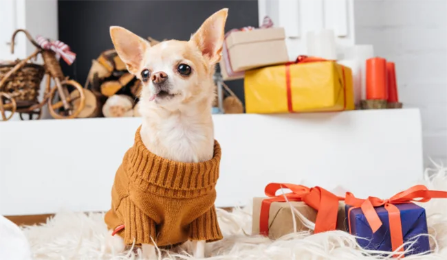 Winter Wellness Tips for Ensuring Your Pet's Health and Safety