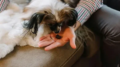 guilt-free dog treats