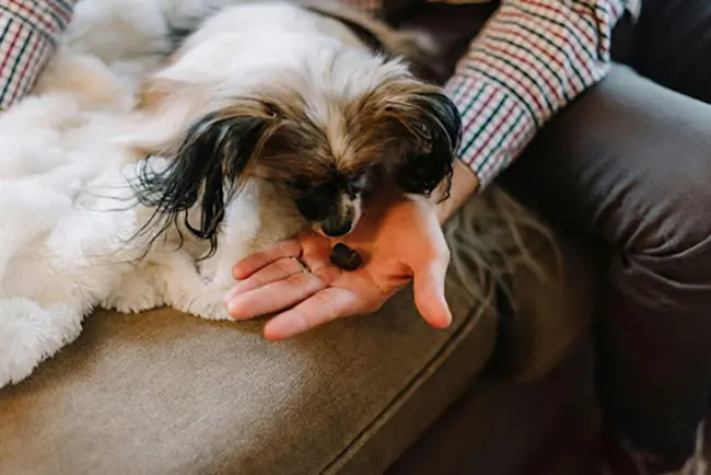 guilt-free dog treats