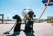 pet care when travelling