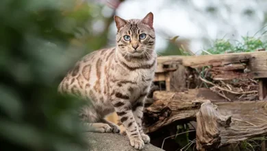 Bengal Cat