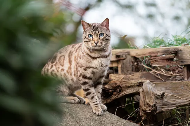 Bengal Cat