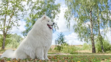 Big Fluffy Dog