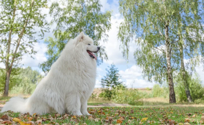 Big Fluffy Dog