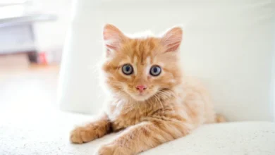 Buy Cats in Bangalore, India