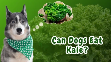 Can Dogs Eat Kale?