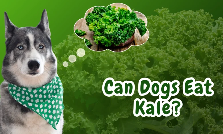 Can Dogs Eat Kale?